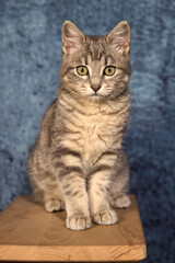 Obraz premium Professional photo shoot capturing the elegance and charm of a gray tabby cat. Set against a uniform background, this versatile image is ideal for editorials, advertising, and visual storytelling. Pho