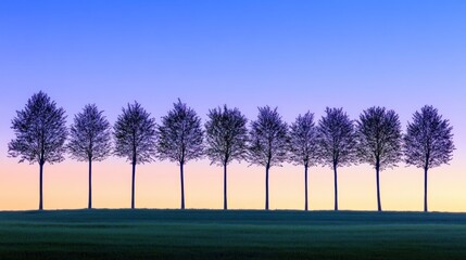 Fototapeta premium Sunrise silhouettes, trees, field, calm sky, nature