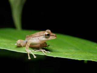 Frog on a Leaf - A small tree frog (polypedates leucomystax) sits gracefully on a green leaf looking for the next move.