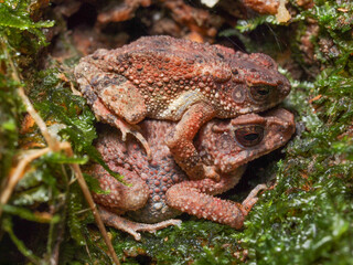 Naklejka premium Two brown toads (bufo bufo) resting together, one atop the other showcasing balance, calmness and nature's serene harmony
