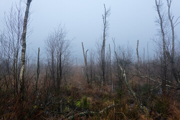 Drowning forest caused by rising groundwaterlevel: dead and dying birches in a swampy, misty landscape
