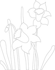 Narcissus for coloring book. Daffodil vectror illustration. Spring coloring page.