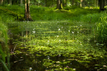 wild ducks in the clean transparent waters of the medieval castle pond covered with water lilies