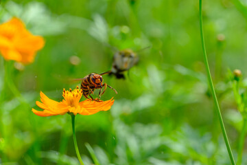 オレンジ色の花とスズメバチ