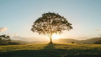 Obraz premium A peaceful countryside scene with rolling hills and a single tree glowing under the golden hour light.