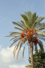 Date palm fruits against the blue sky in autumn in Budva, Montenegro. High quality photo