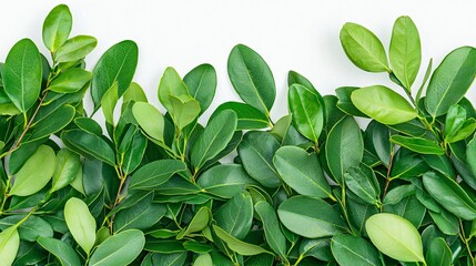 Obraz premium Lush Green Leaves Bordering White Background Creating Natural Frame for Text or Design