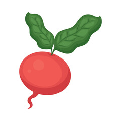 radish vegetable icon