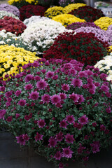 Garden Chrysanthemums. Gorgeous Mums Flowers. Easy to Grow. Multiple Colors.
