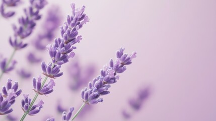 Obraz premium Beautiful lavender flowers in bloom against a soft pastel lavender pink background creating a serene atmosphere