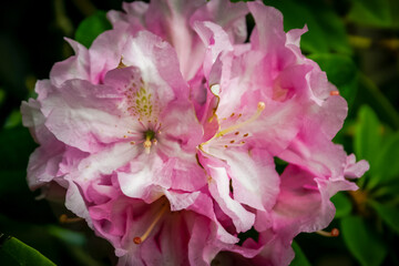 A pink flower with a green stem