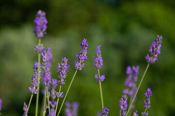 Lavender flowers