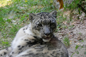 Schneeleopard, Irbis oder Unze (Panthera uncia) in Naturlandschaft