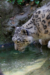Schneeleopard, Irbis oder Unze (Panthera uncia) am Wasser und trinkt