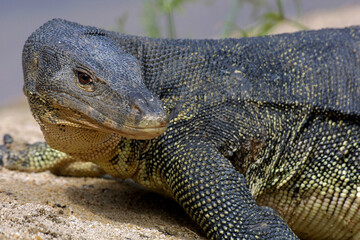 Waran (Varanus) Schuppenechse, Tropen, Subtropen