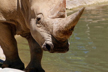 Obraz premium Breitmaulnashorn (Ceratotherium simum) oder Breitlippennashorn, Kopf, Portrait 