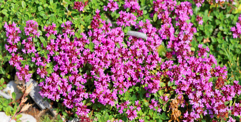 Zwergiger-Thymian mit vielen Blüten, Panorama