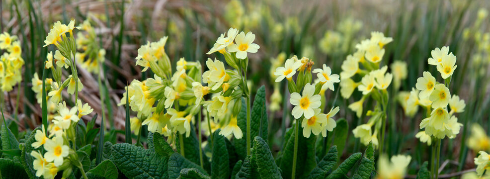  Echte Schl&uuml;sselblume (Primula veris) Blumenbeet mit gelben Bl&uuml;ten, Panorama 