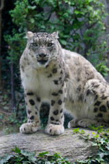 Schneeleopard, Irbis oder Unze (Panthera uncia) in Naturlandschaft