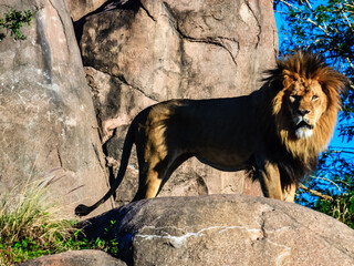 A lion stands on a rock in front of a wall