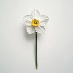 Obraz premium a blooming paperwhite narcissus