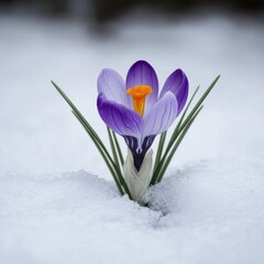 a crocus flower blooming through snow