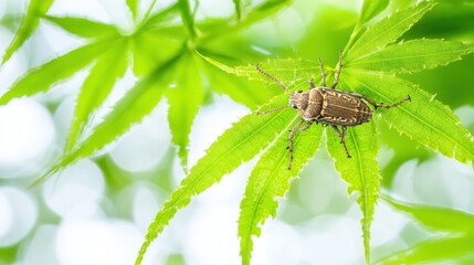 Fototapeta premium Beetle on Maple Leaf, Garden, Spring, Bokeh Background, Nature