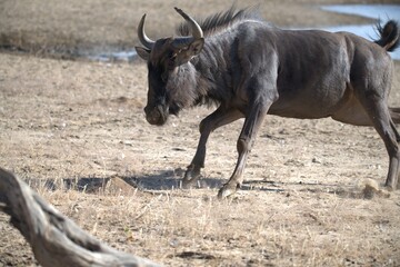 gruppo di Gnu in Sud Africa Botswana
