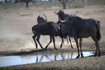 Fototapeta premium gruppo di Gnu in Sud Africa Botswana