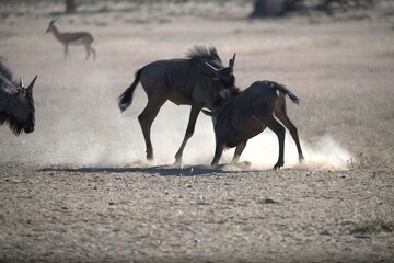 gruppo di Gnu in Sud Africa Botswana