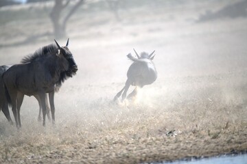 gruppo di Gnu in Sud Africa Botswana