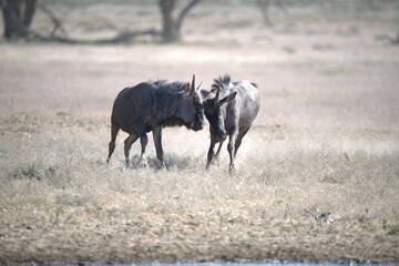 gruppo di Gnu in Sud Africa Botswana