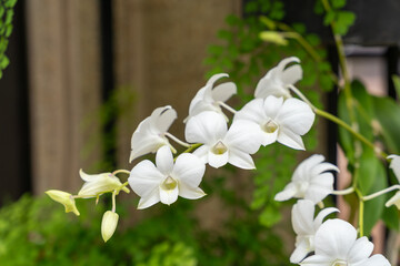 Close up of Dendrobium Silver Gull Orchid in Bloom with Lush Greenery Background