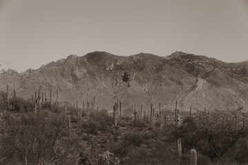 This stunning photo captures the beauty of the Tucson desert, with towering saguaro cacti standing proudly in the foreground, their green arms reaching up towards a brilliantly colored blue sky.  © Bo