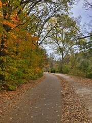 Fototapeta premium autumn in the park