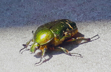 Scarabée en gros plan