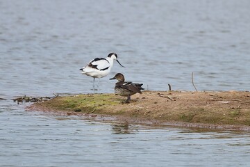 White Birds on Lake
