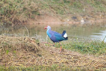 Swamphen