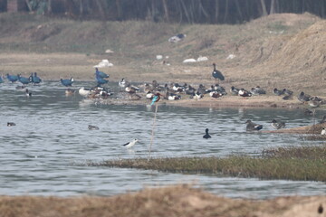 Birds on wetland