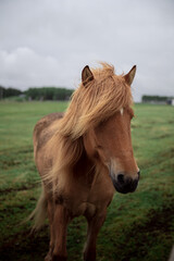Close-up of a Icelandic horse with a windswept mane on a green field. 