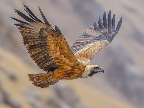 Majestic Bearded Vulture Soaring Through the Air with Wings Spread Wide