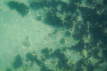 Сlose-up of fish swimming in the clear, salty ocean water from above.
