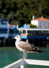 Seagull sitting on the shore with ocean waves in the background, coastal wildlife, serene seaside scene.