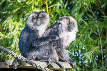 Macaques à queue de lion se toilettant mutuellement