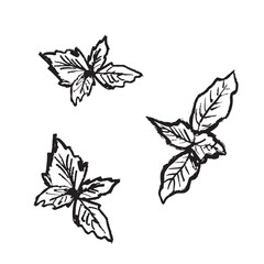 Basil leaves in black brush stroke texture isolated on white background. Hand Hand drawn vector sketch illustration in vintage charcoal style. Package design, vegetable, green leaf