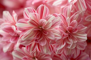 Pink and white dahlia flowers blooming in a garden, creating a beautiful natural background