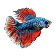 Fototapeta premium Vibrant Isolated Fish with Blue and Red Fins on Transparent Background