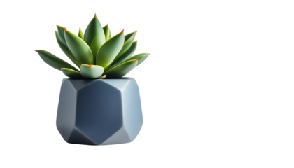 Stylish succulent plant in a geometric planter against a black background