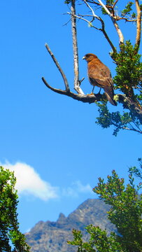 Ave argentino de la patagonia chimango