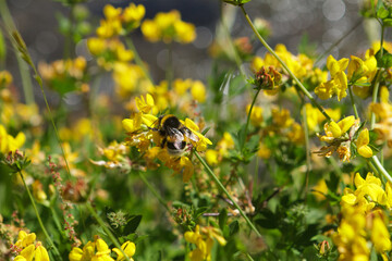 The bumblebee Bombus terrestris extracts pollen from a flower. It is one of the most common bumblebees in Europe and was introduced to South America.